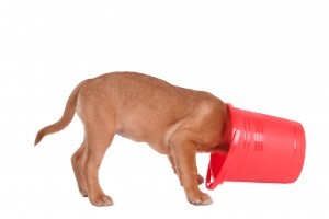 Puppy-in-bucket