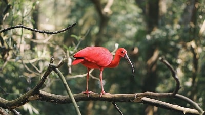 pink crane in environmentally friendly area