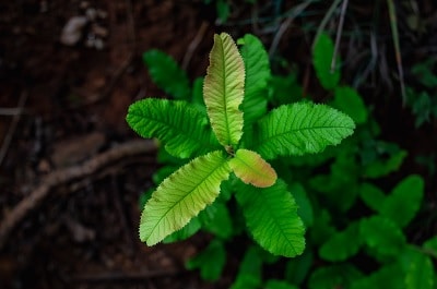 environmental management consultant